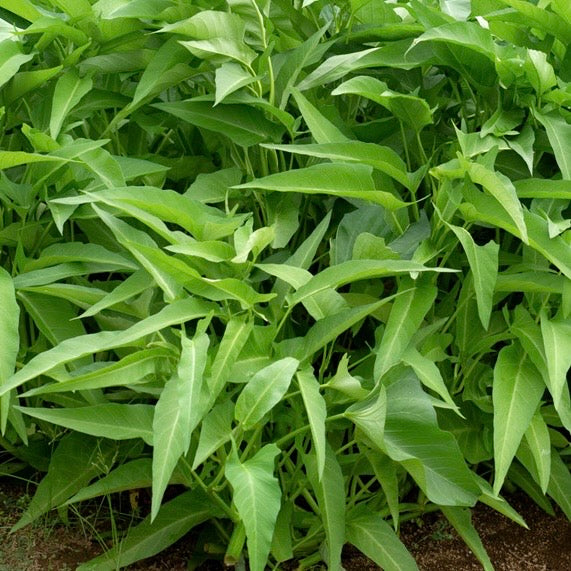 How to Grow and Eat Kangkung