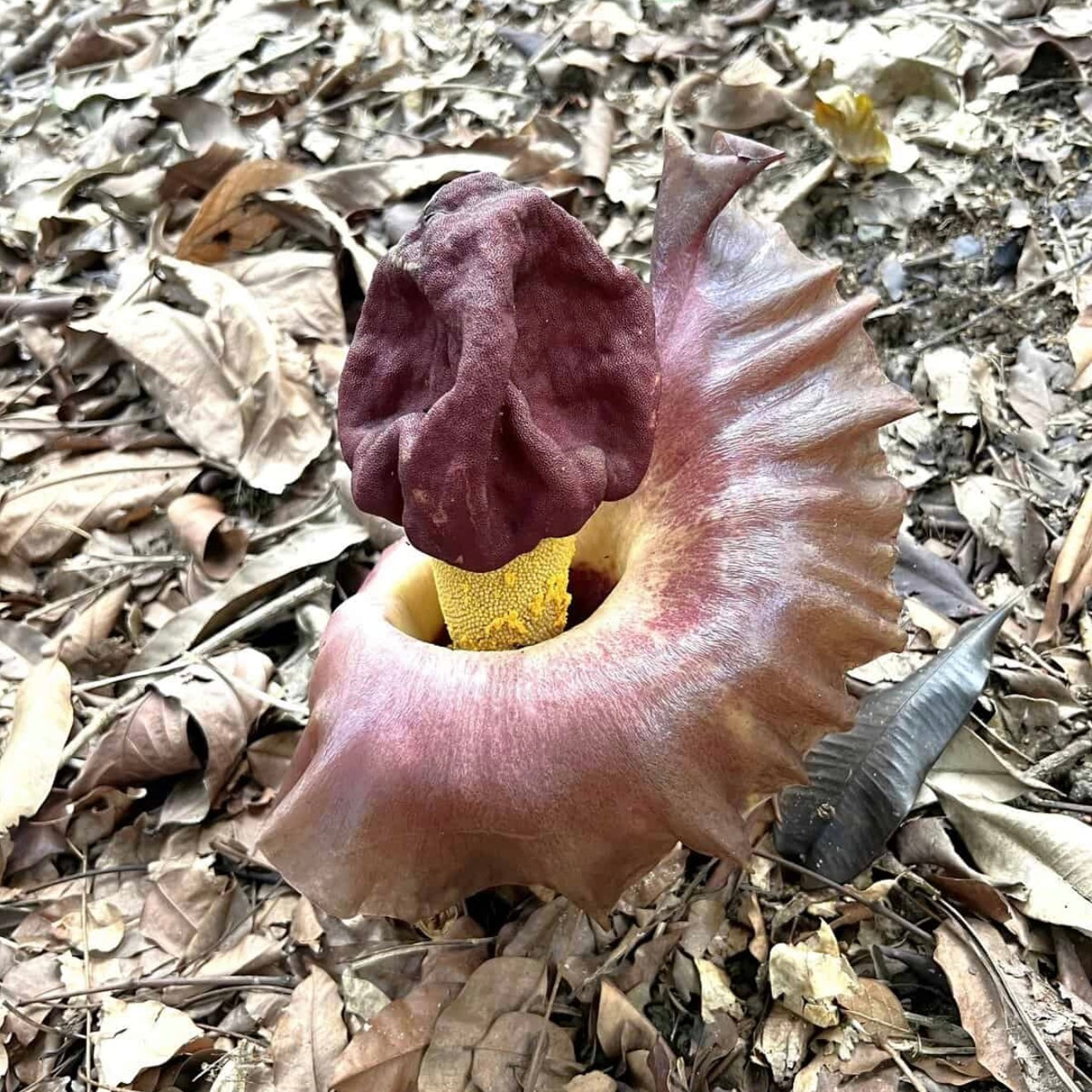 From Forest Floor to Dinner Plate: The Story of Elephant Foot Yam