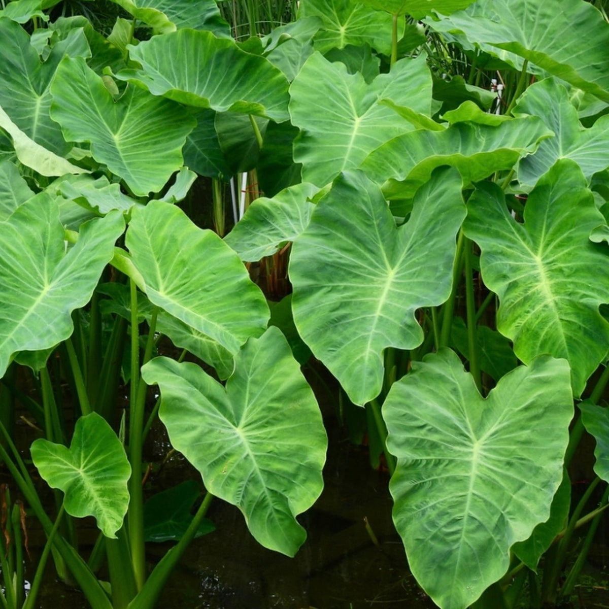 How to Grow Taro - Edible Jungle Nursery