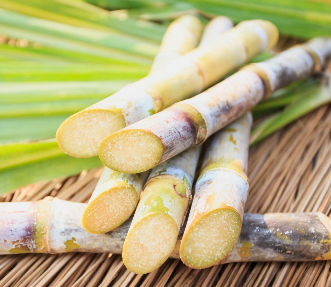 How to Grow Sugar Cane