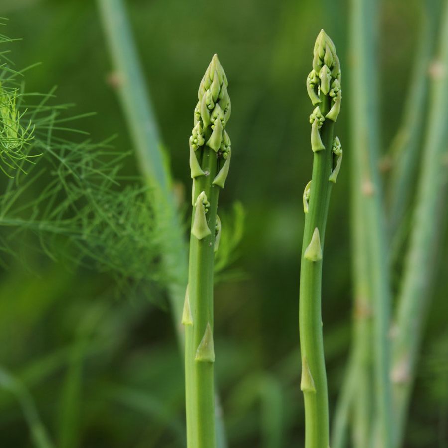 How to Grow Asparagus