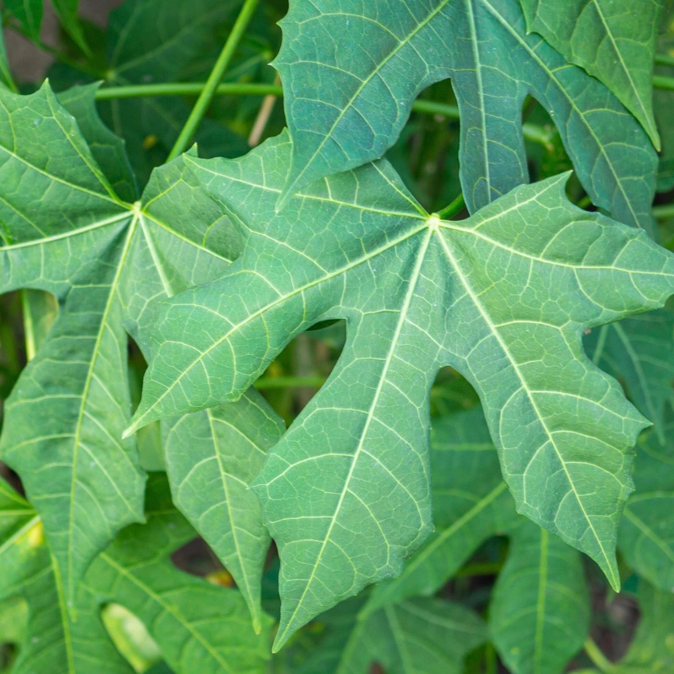 How to Grow Chaya
