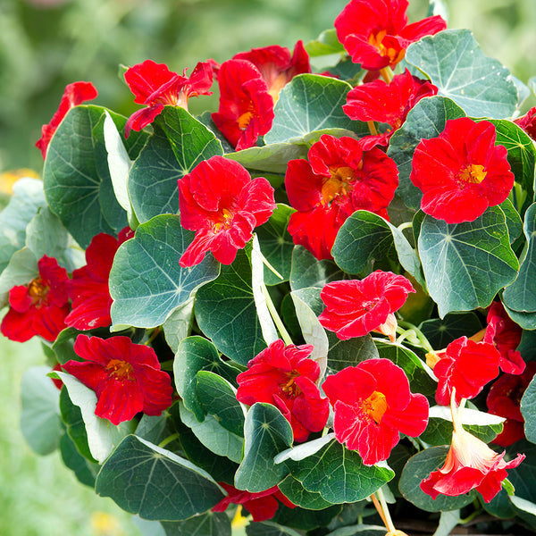 How to Grow Nasturtiums