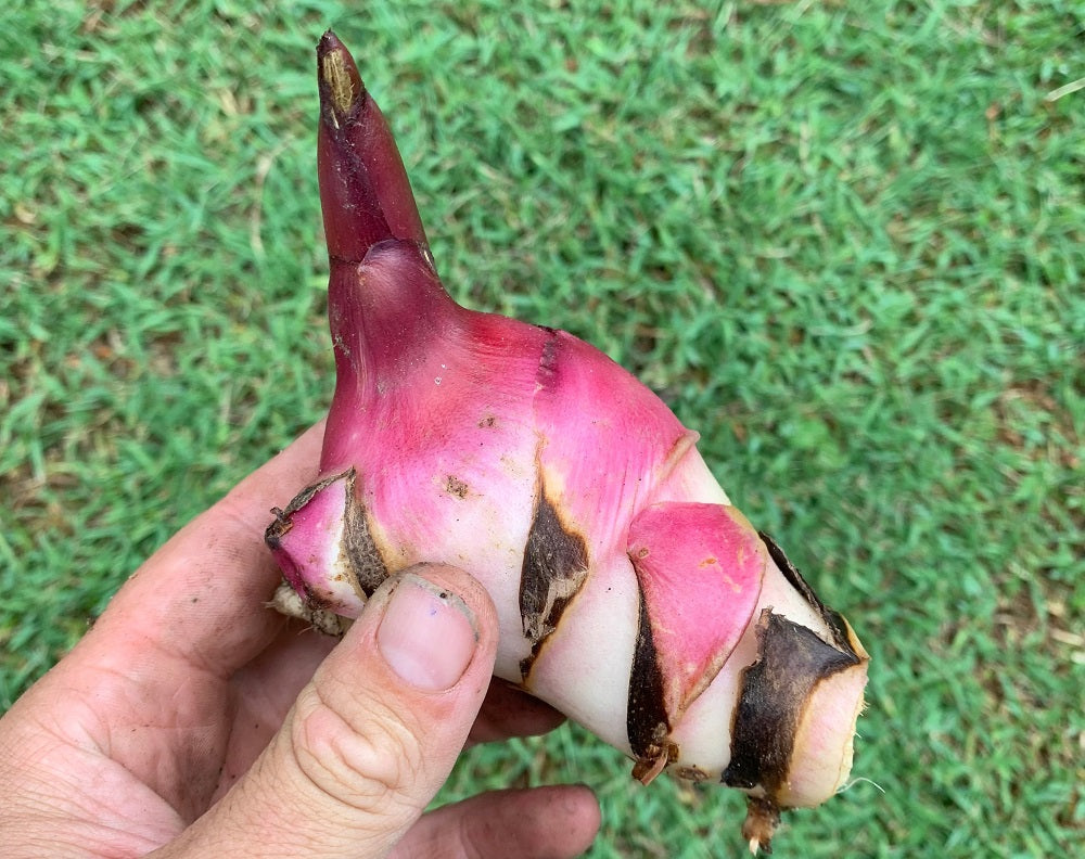How to Grow Canna edulis / Arrowroot