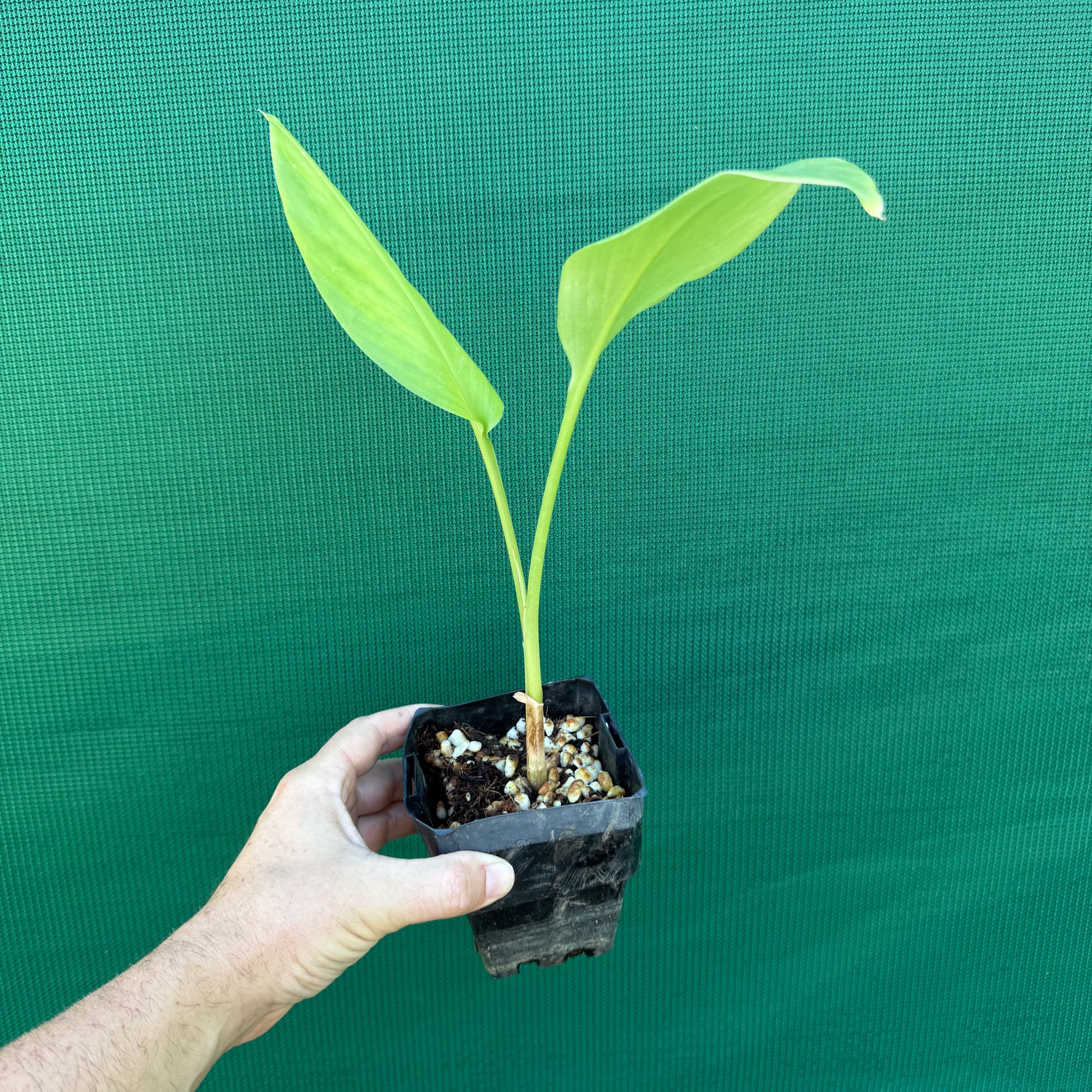 Chinese Keys - Boesenbergia rotunda NEW - Edible Jungle Nursery