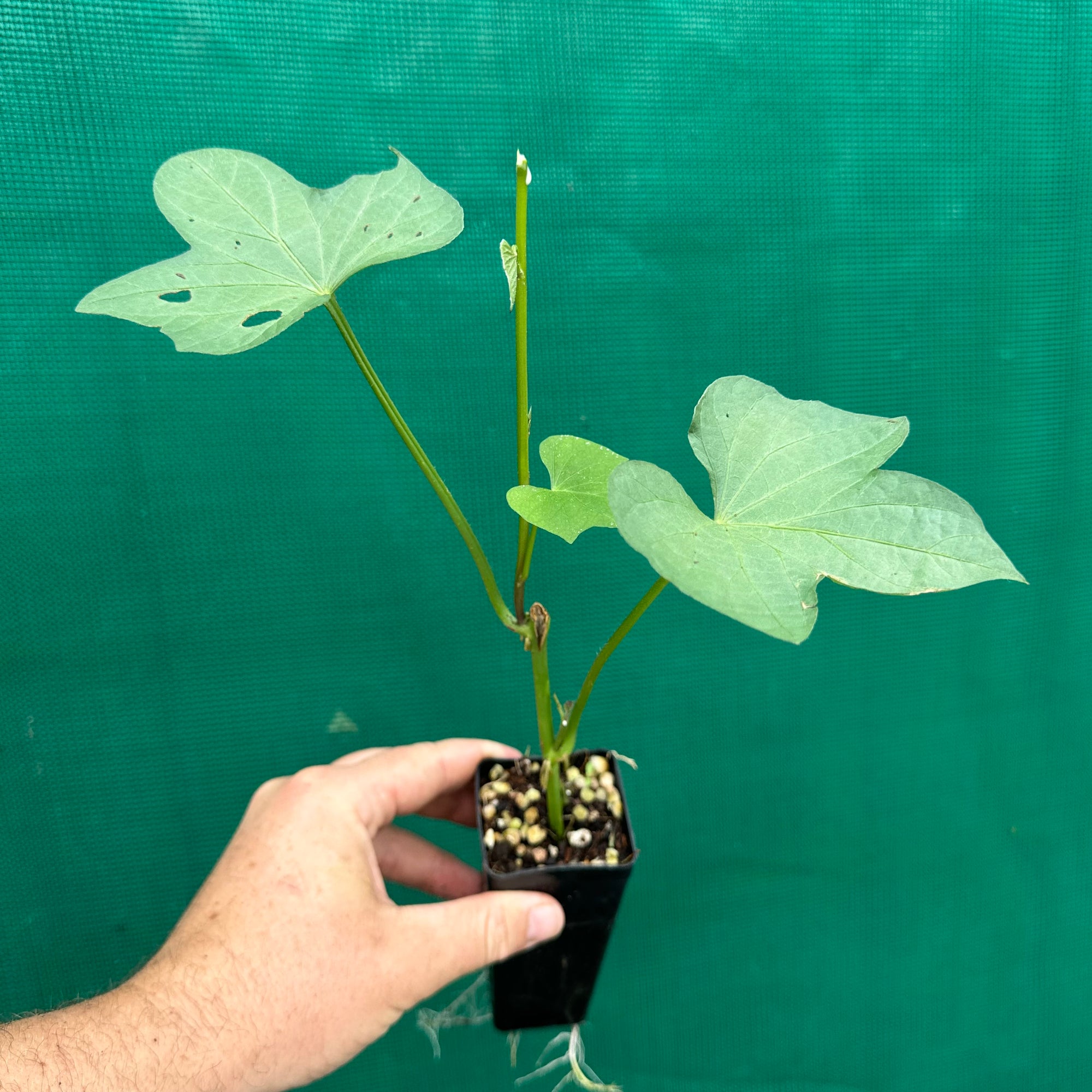 Sweet Potato ‘Japanese Beni-masari Satsumaimo’ NEW