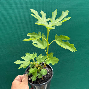 Fig Tree - Black Genoa NEW