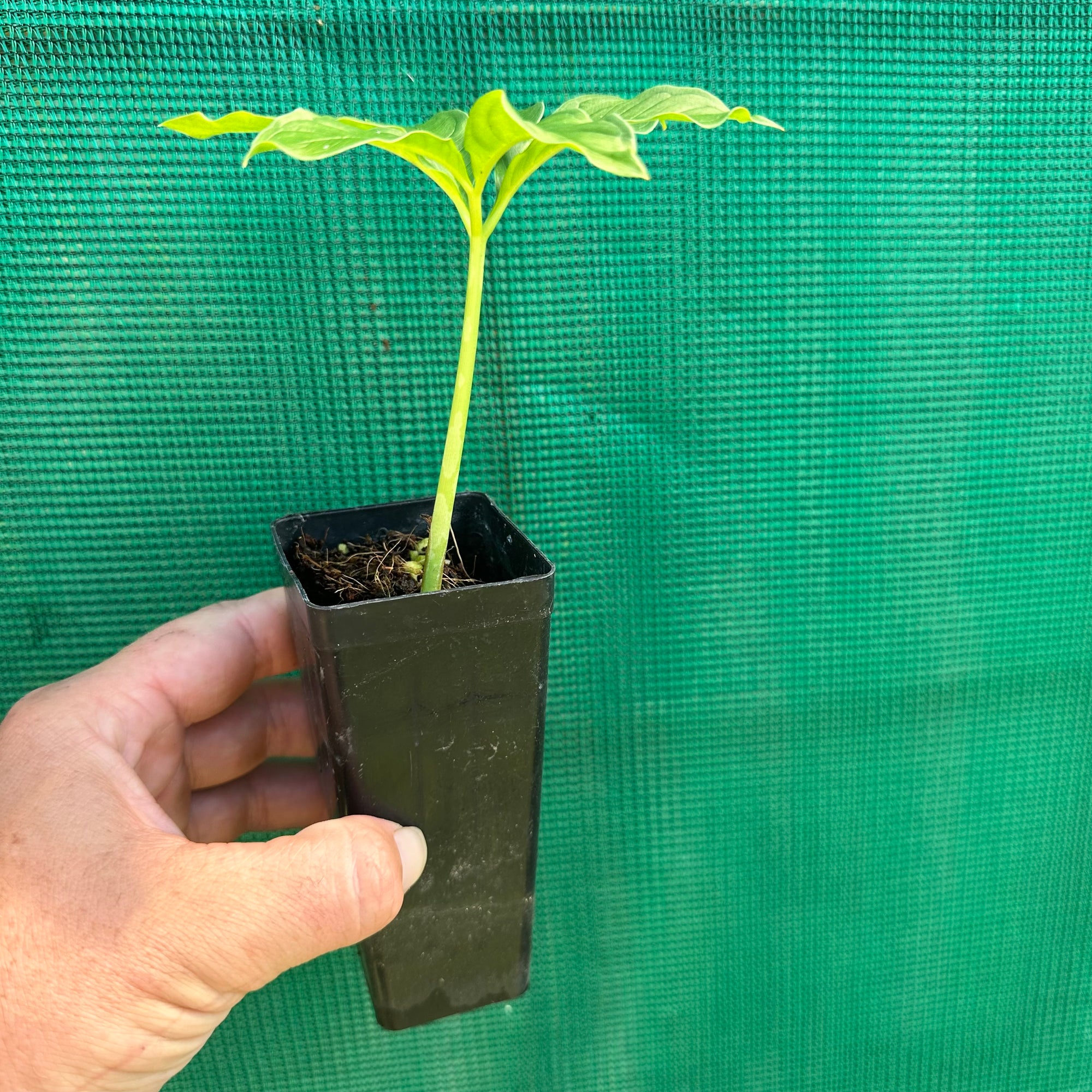 Elephant Foot Yam - Amorphophallus paeoniifolius NEW