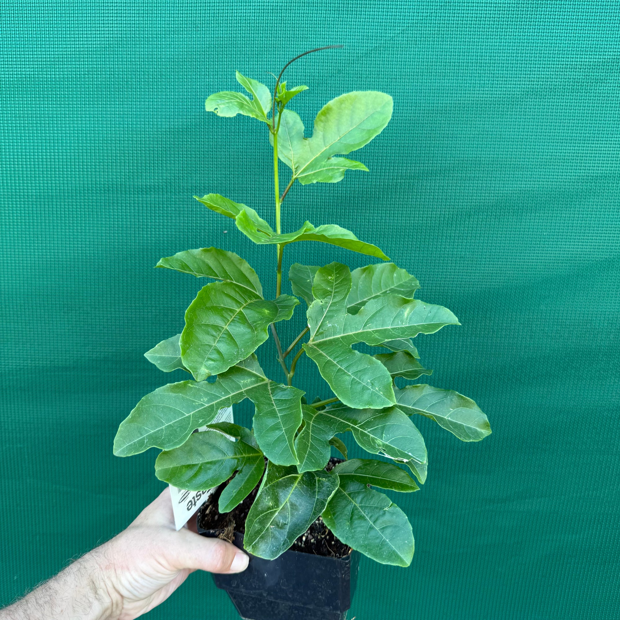 Passion Fruit ‘Sweet Heart’ NEW