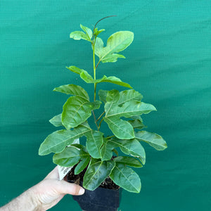 Passion Fruit ‘Sweet Heart’ NEW