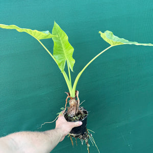 Native Elephant Ear (Alocasia brisbanensis) NEW