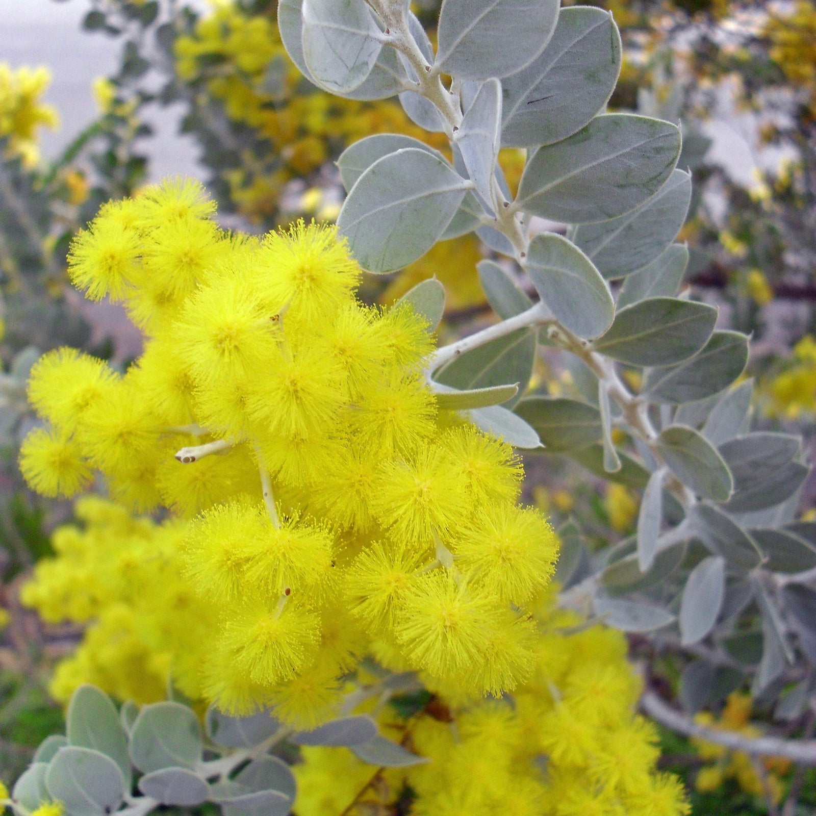 Queensland Silver Wattyl - Acacia podalyriifolia