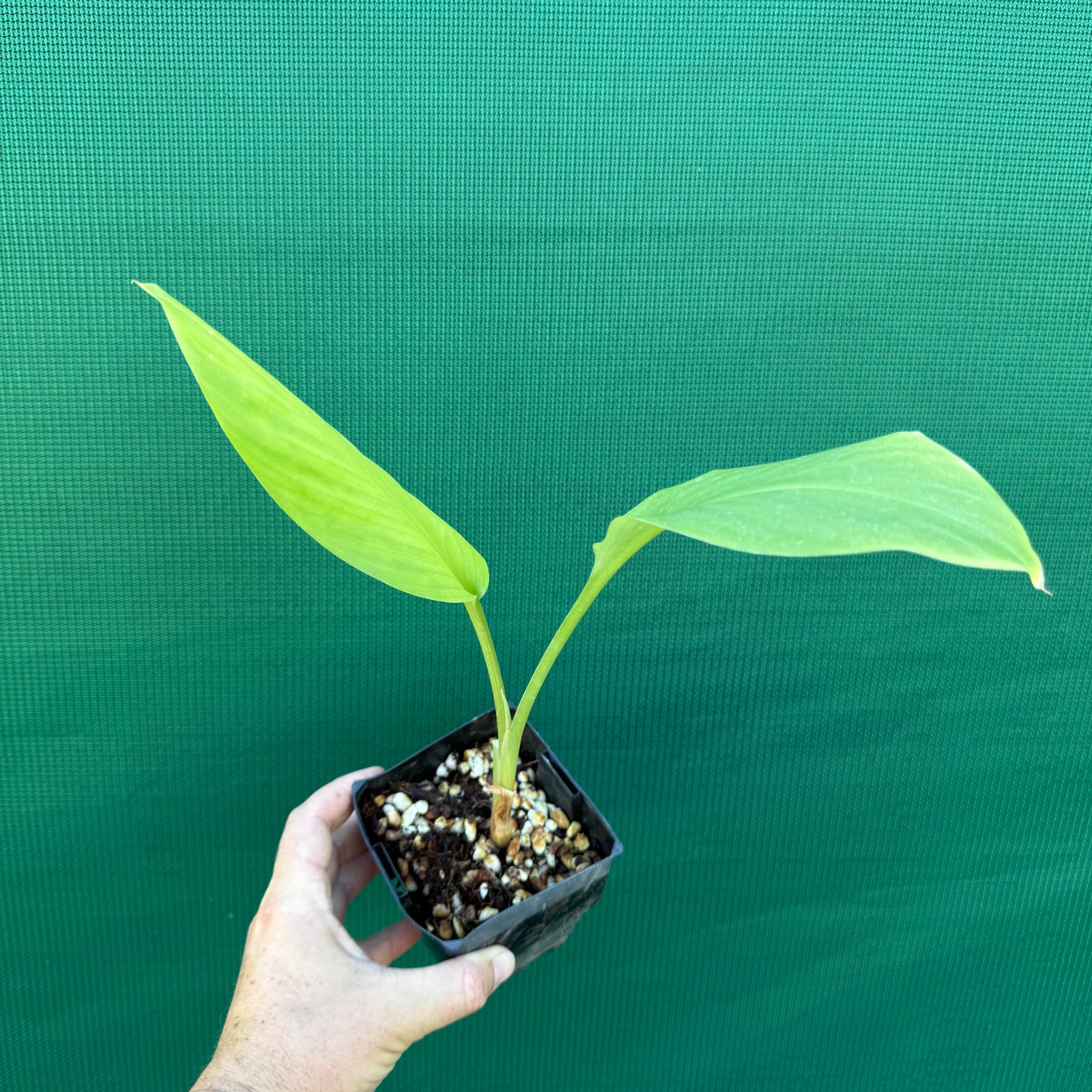 Chinese Keys - Boesenbergia rotunda NEW