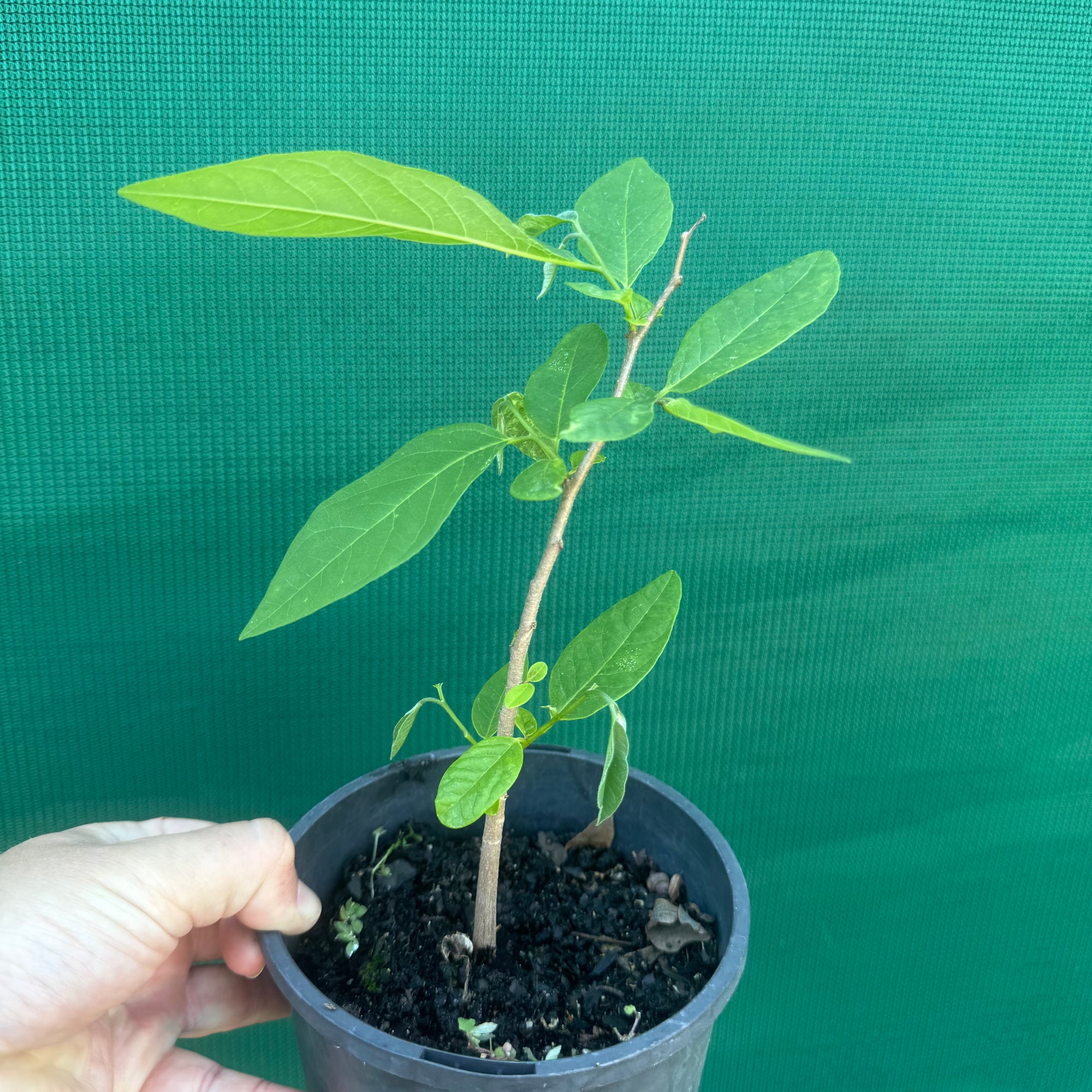 Custard Apple NEW
