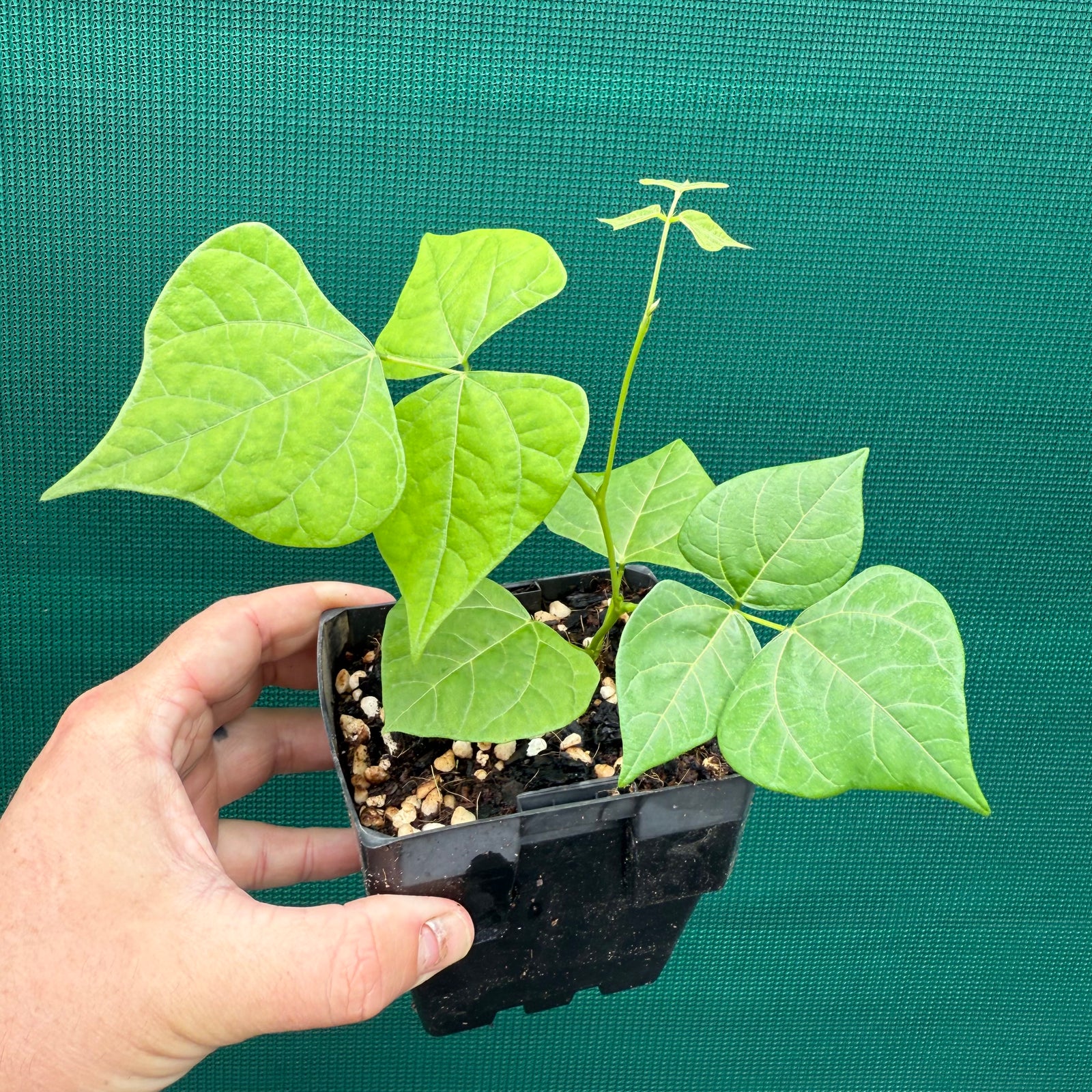 Yam Bean - Pachyrhizus erosus