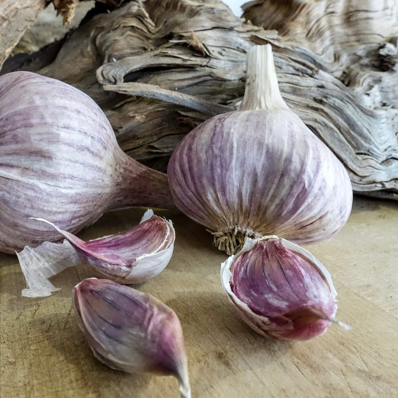 Garlic ‘Glenlarge’ NEW