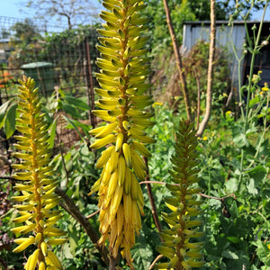 Aloe vera barbadensis ‘Miller’ NEW