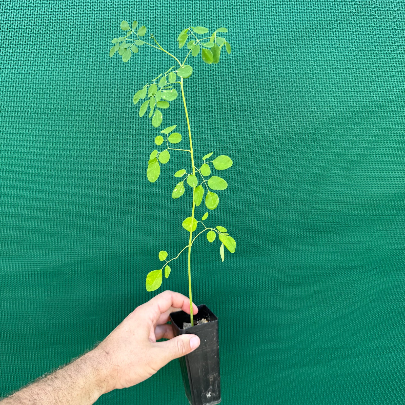 Moringa - Moringa oleif NEW