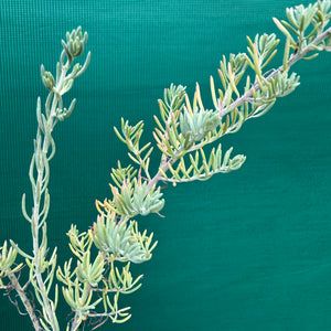 Ruby Saltbush - Enchylaena tomentosa NEW