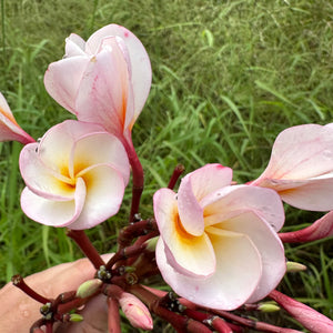 Frangipani - Rosea NEW