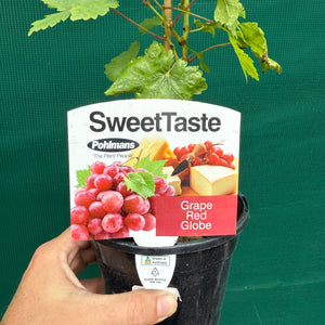 Grape ‘Red Globe’ NEW