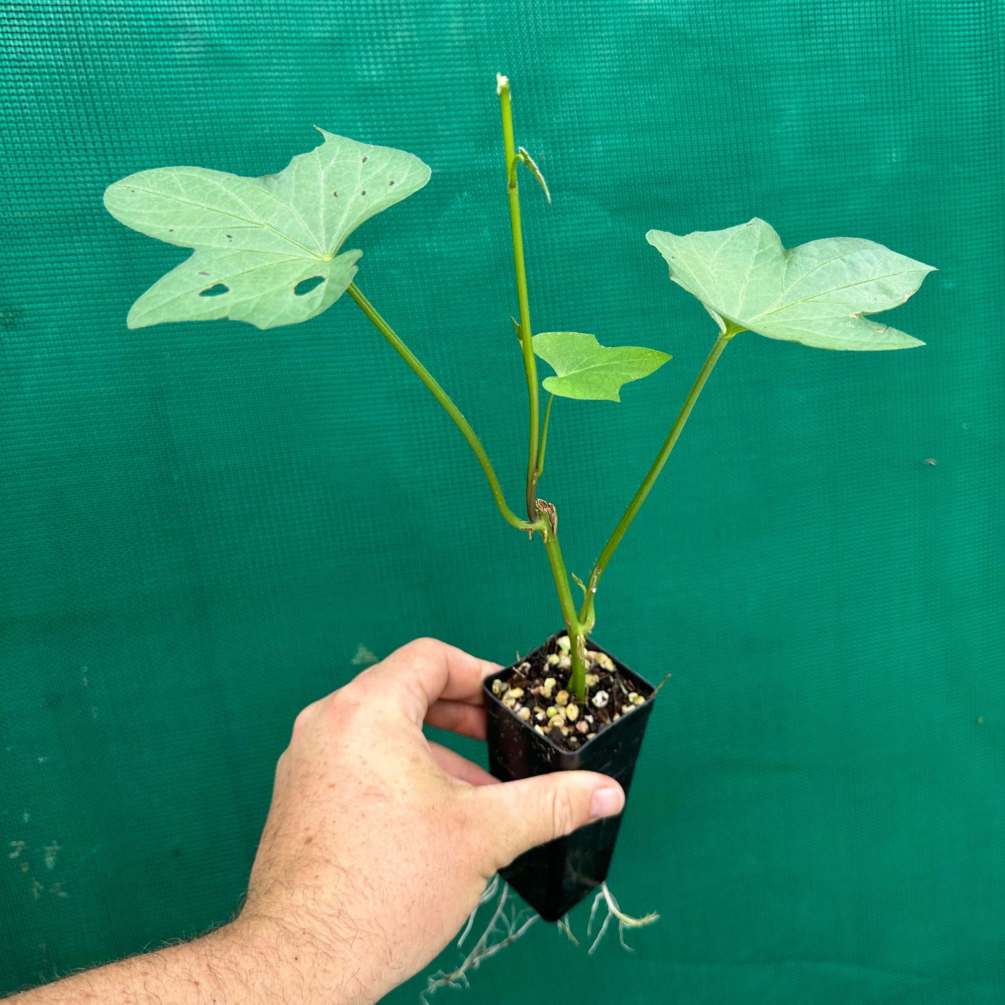 Sweet Potato ‘Japanese Beni-masari Satsumaimo’ NEW