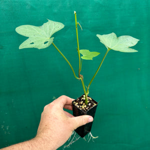 Sweet Potato ‘Japanese Beni-masari Satsumaimo’ NEW