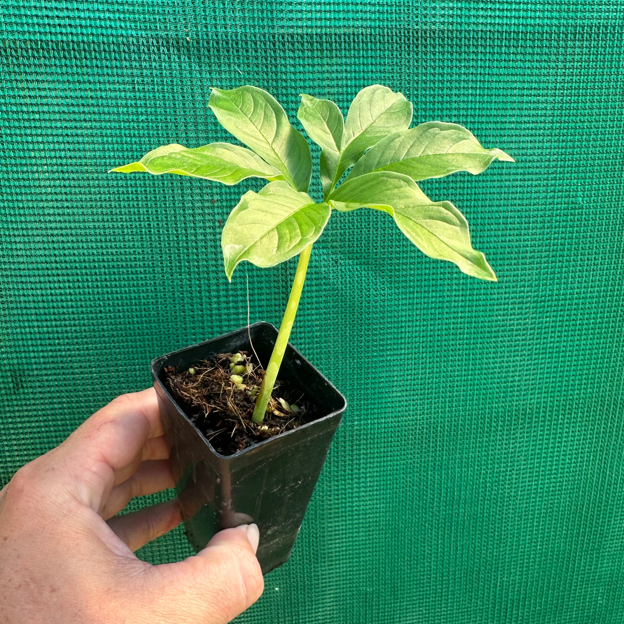 Elephant Foot Yam - Amorphophallus paeoniifolius NEW