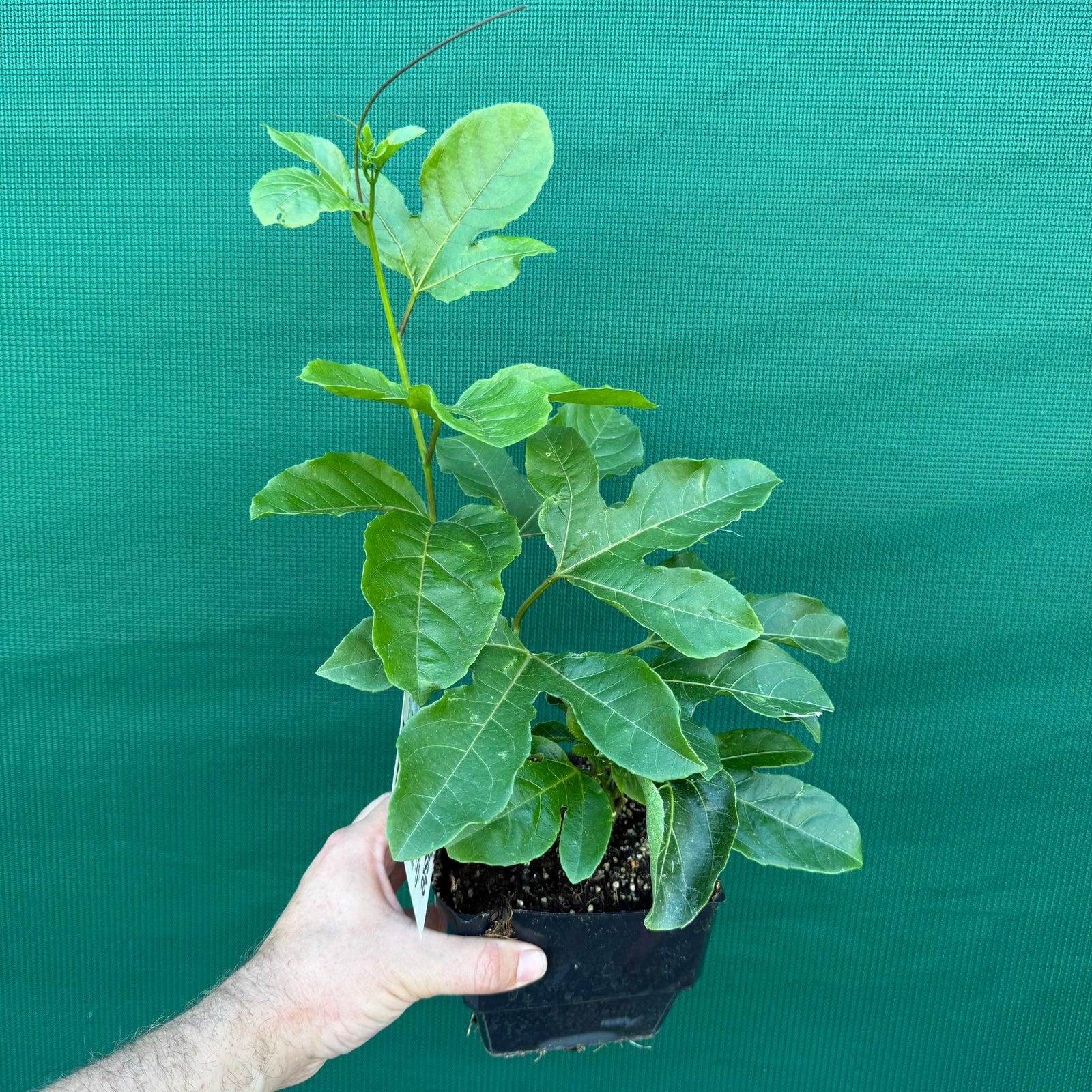 Passion Fruit ‘Sweet Heart’ NEW