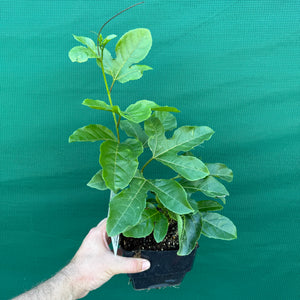 Passion Fruit ‘Sweet Heart’ NEW