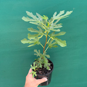 Fig Tree - Brown Turkey NEW