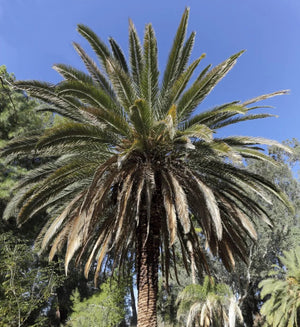 Canary Island Date Palm - Phoenix canariensis NEW