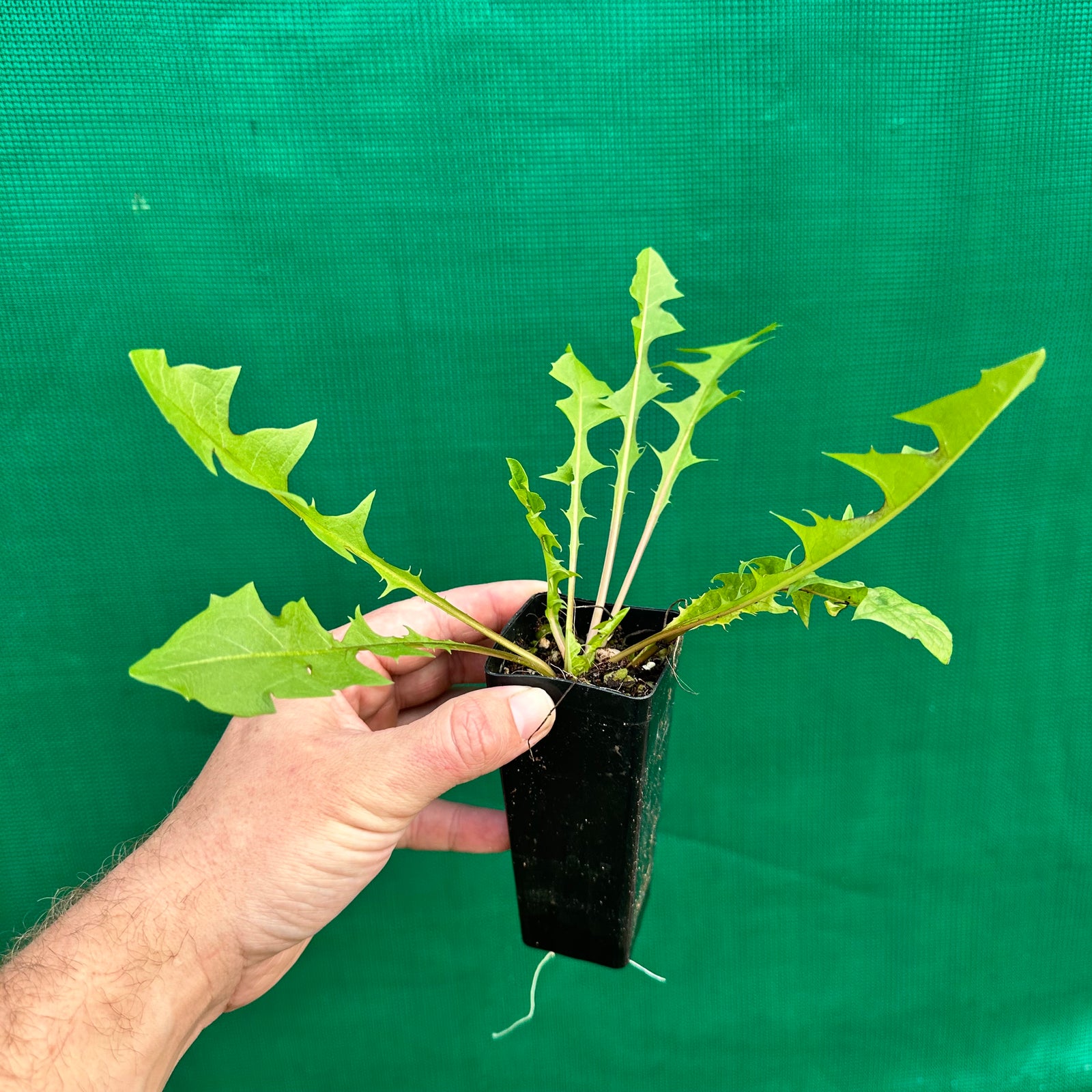Dandelion - Taraxacum
