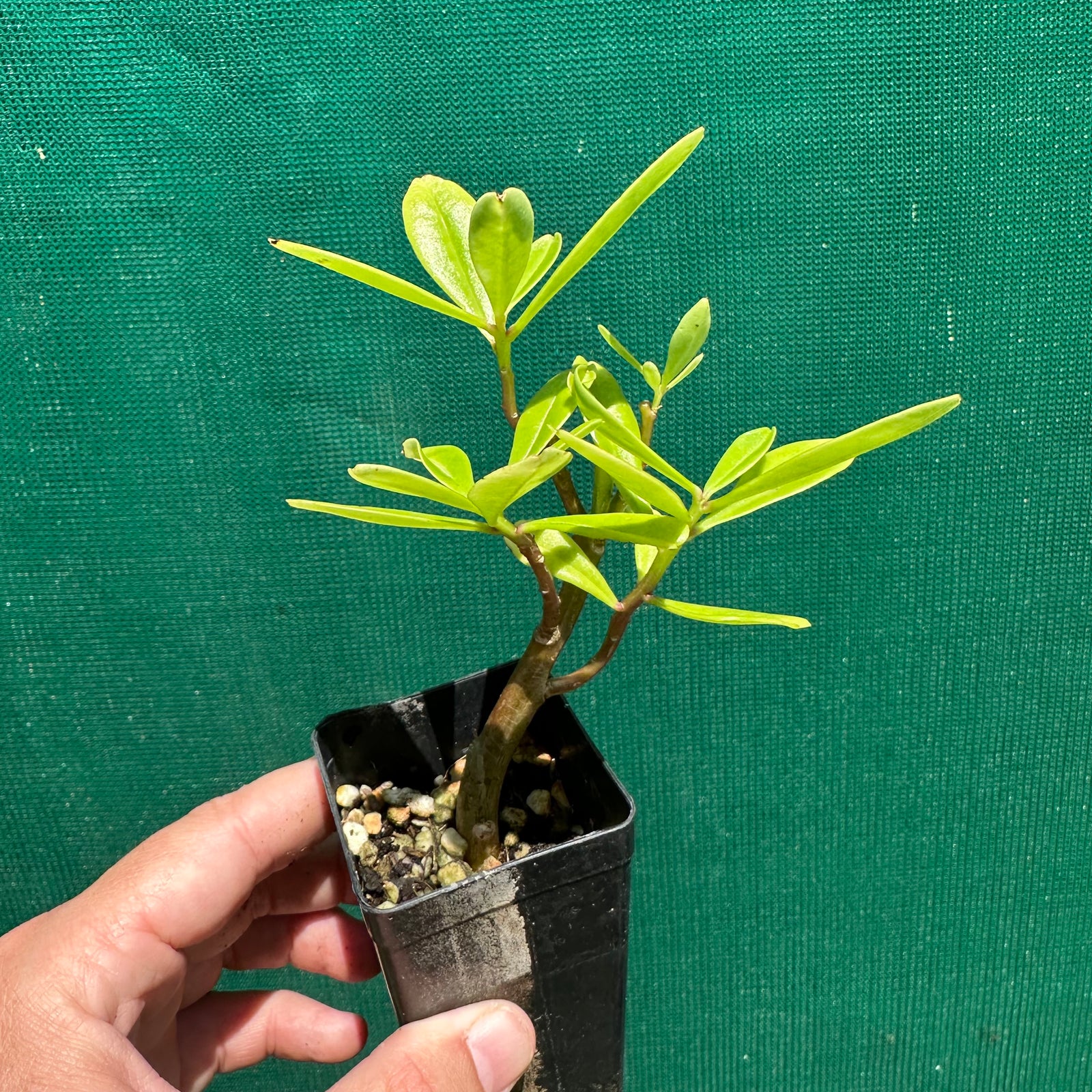 Suriname Spinach - Talinum triangulare NEW