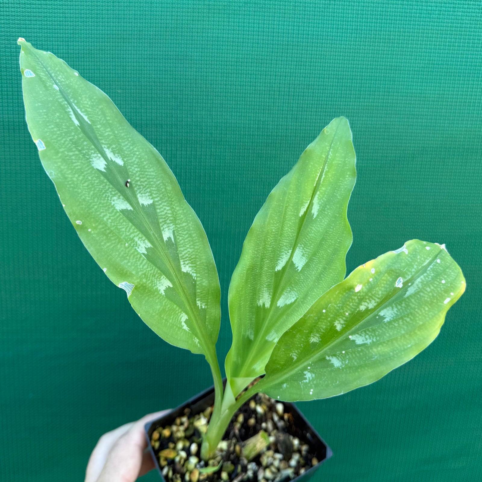 Round Root Galangal - Kaempferia rotunda NEW