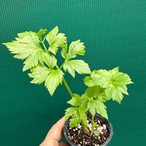 Perpetual Celery (Apium graveolens var. secalinum) NEW