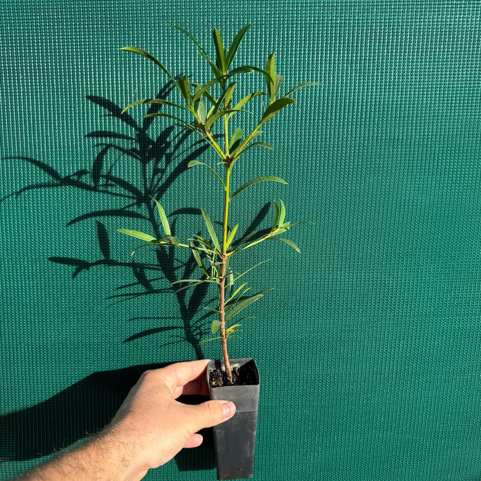 Plum Pine (Podocarpus elatus) NEW