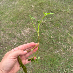 Water Parsley (Oenanthe javanica) NEW