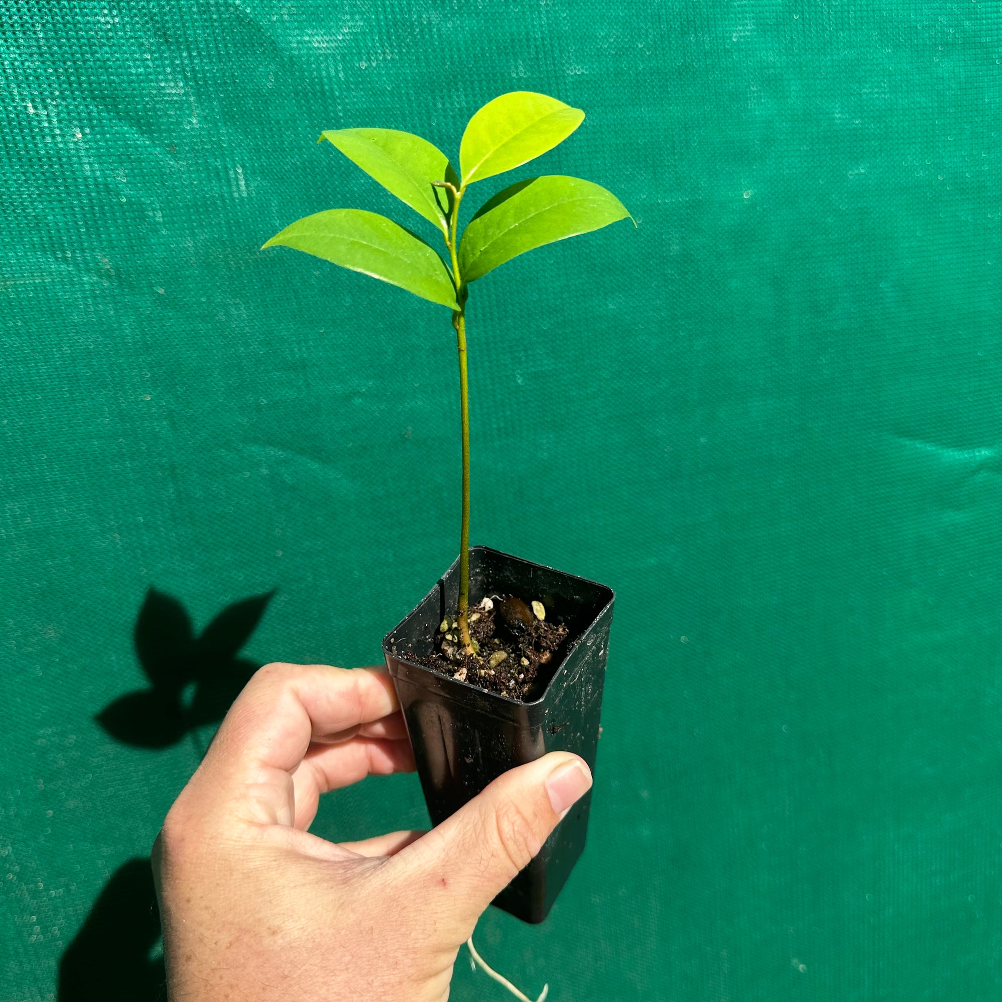 Soursop - Annona muricata