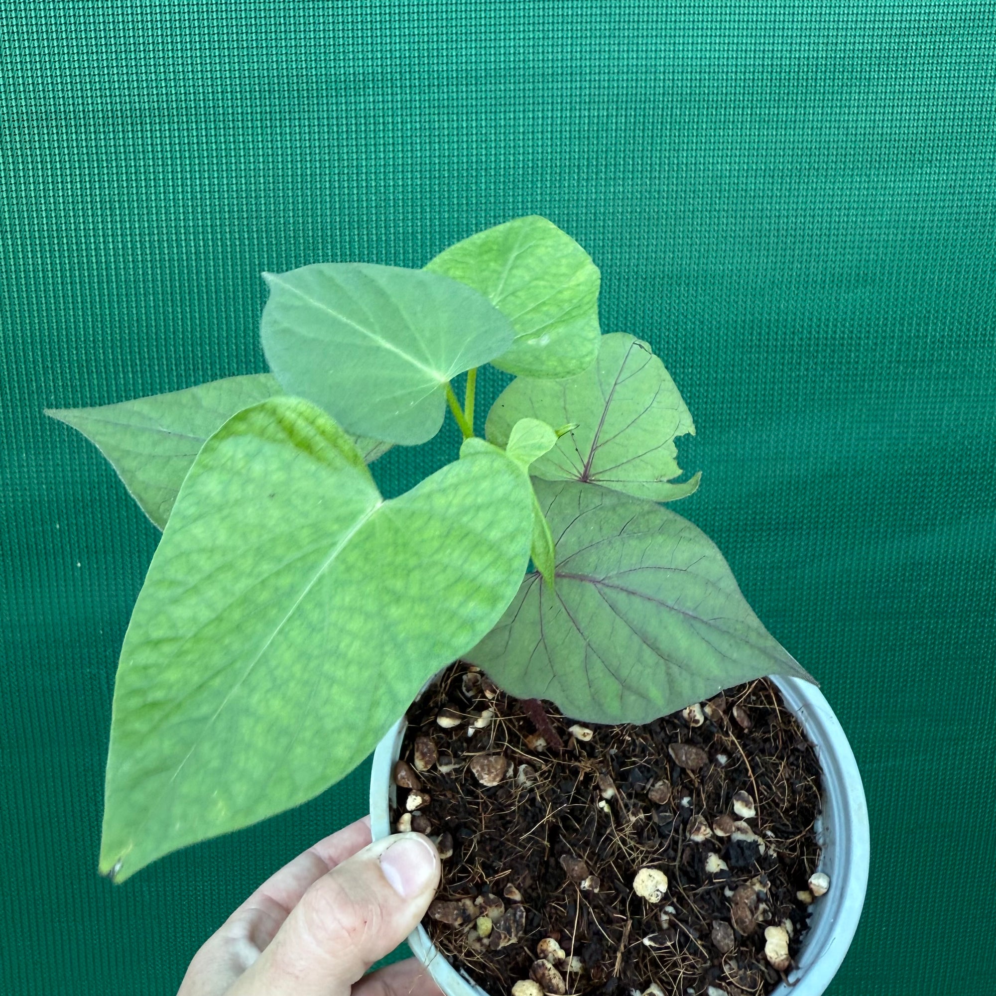 Sweet Potato ‘Japanese Murasaki’ NEW