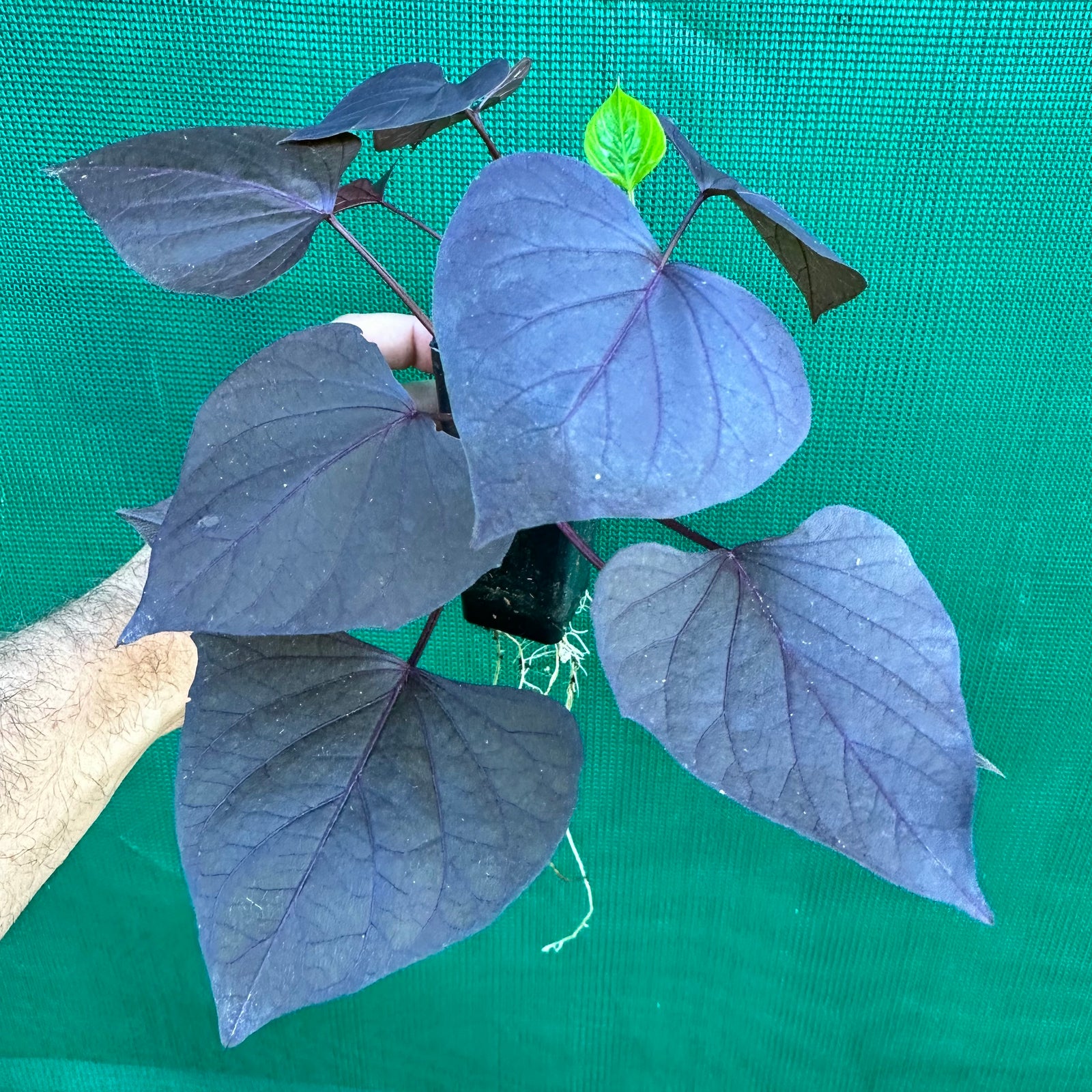Sweet Potato ‘Treasure Island Kaukura’