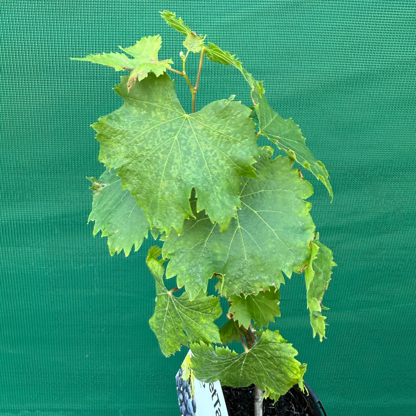 Grape ‘Black Muscat’ NEW