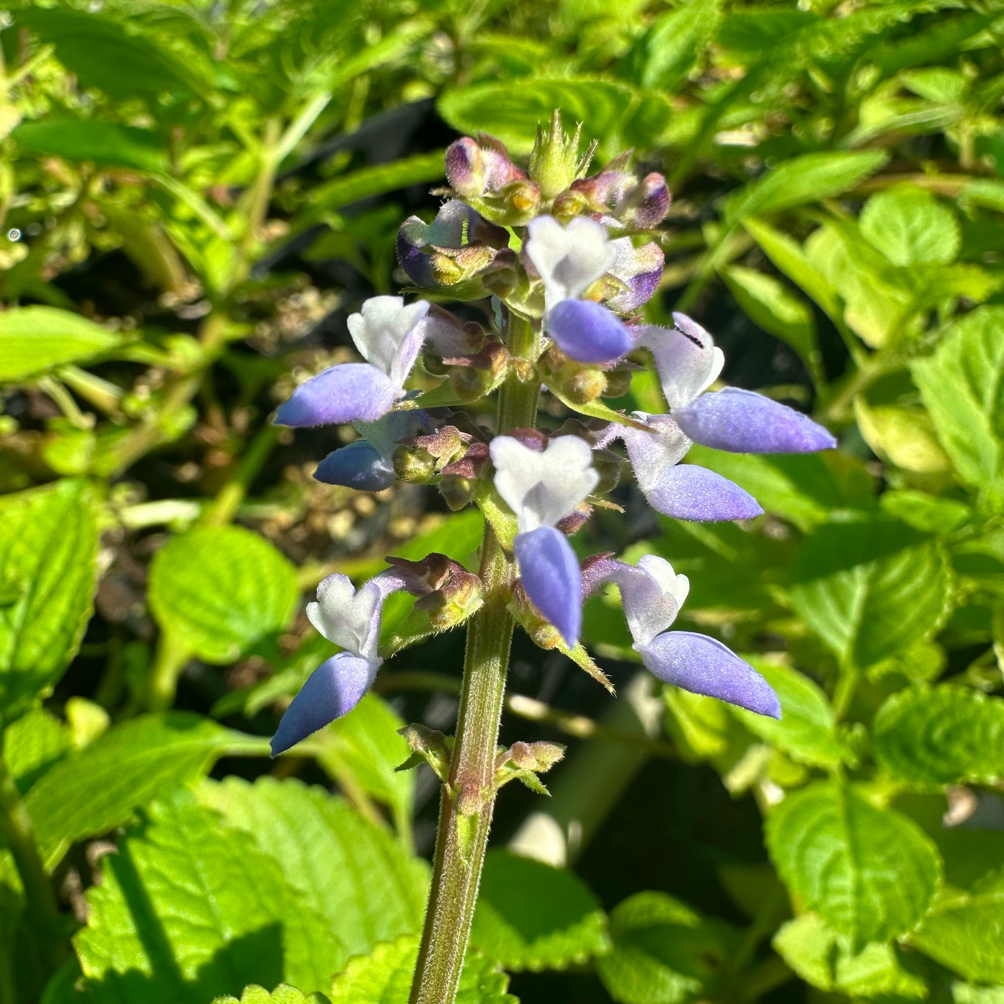 Chinese Potato - Plectranthus rotundifolius NEW