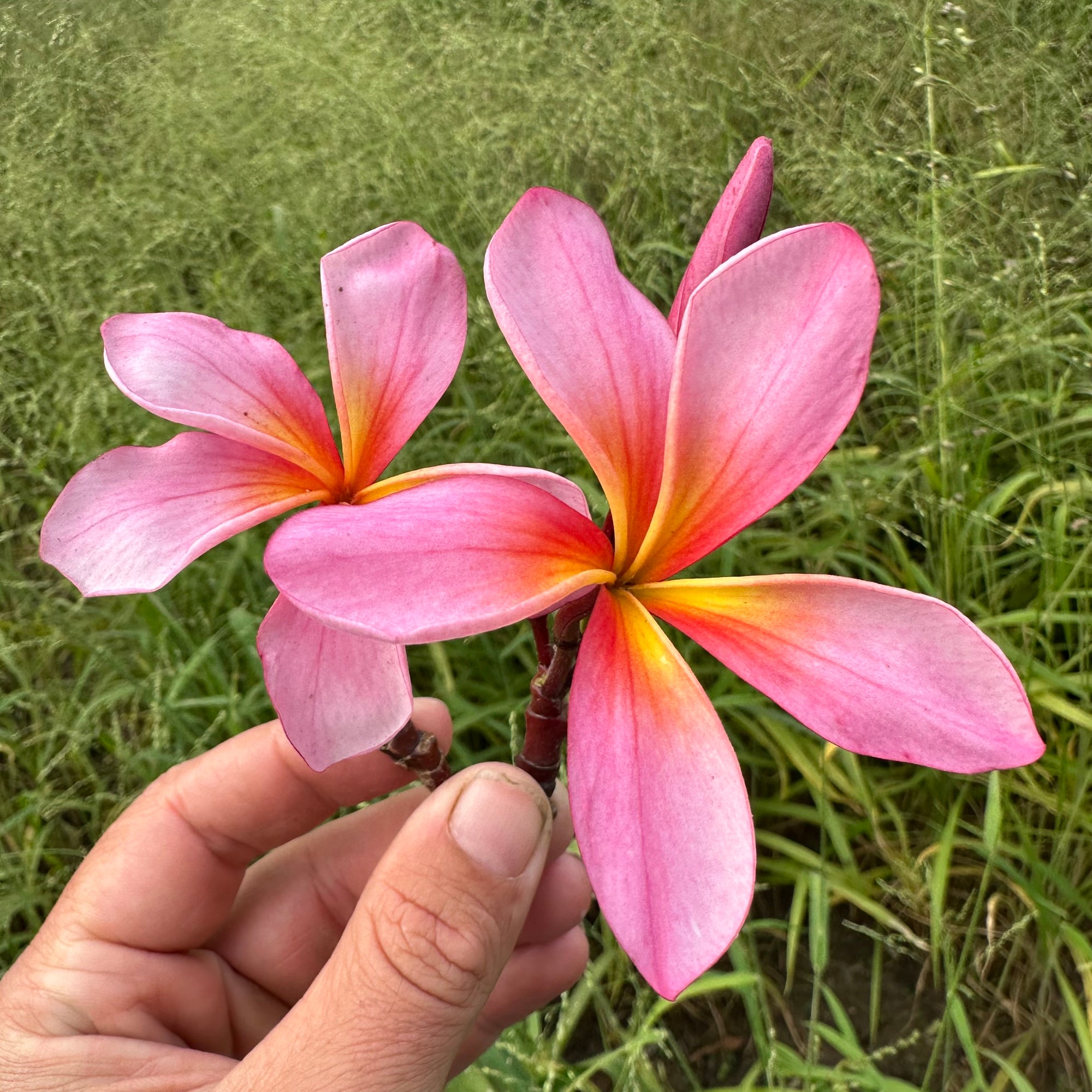 Frangipani - Aussie Pink