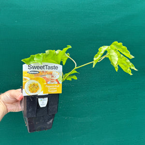 Passion Fruit - Golden Nugget NEW