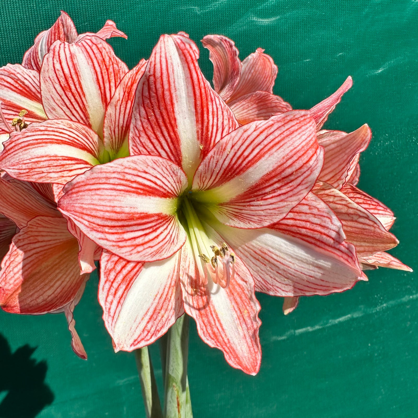 Hippeastrum ‘Fairytale’ NEW