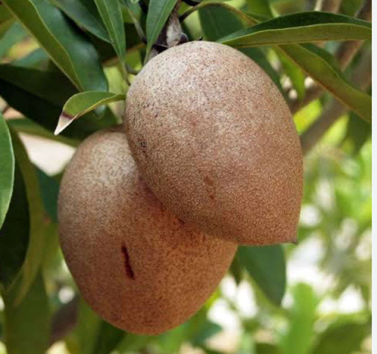 Sapodilla - Manilkara zapota