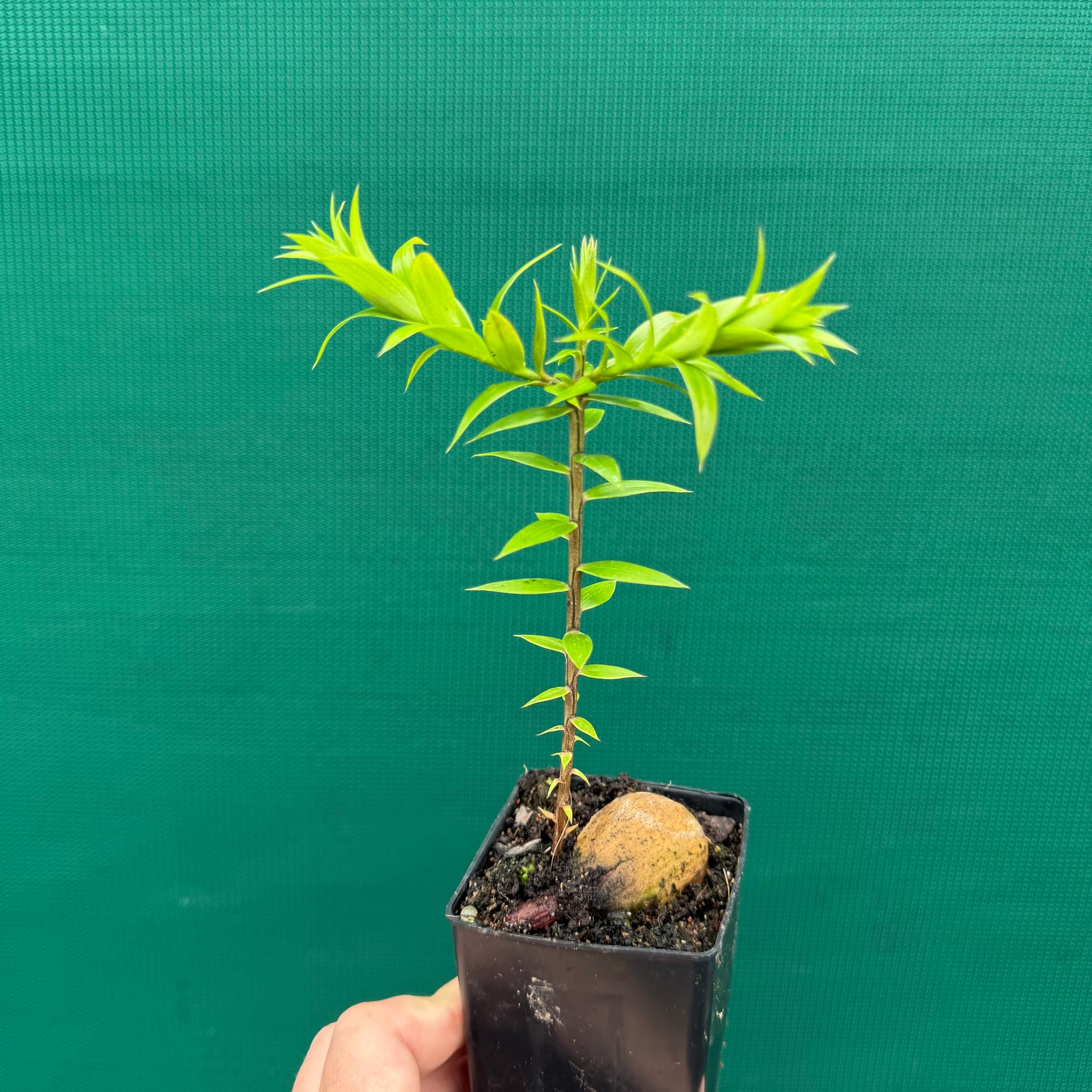 Bunya Pine - Araucaria bidwillii