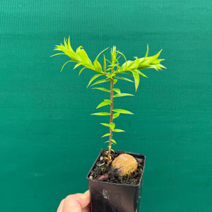 Bunya Pine - Araucaria bidwillii