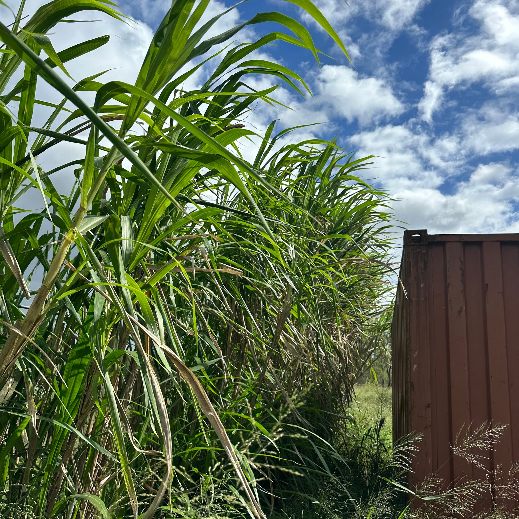 Bana Grass - Pennisetum purpureum x amaricanum NEW